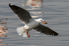 Chroicocephalus hartlaubii