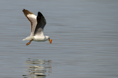 Chroicocephalus hartlaubii