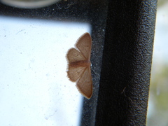 Idaea distinctaria