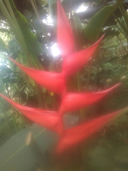 Heliconia stricta