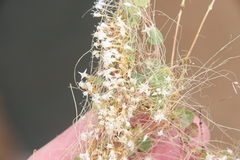Cuscuta leptantha