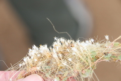 Cuscuta leptantha