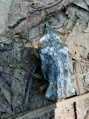 Polybothris dilatata