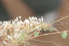 Cuscuta leptantha