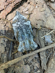 Polybothris dilatata