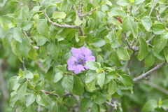 Ruellia californica peninsularis