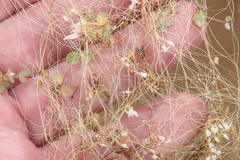 Cuscuta leptantha