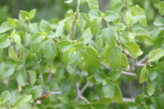 Ruellia californica peninsularis