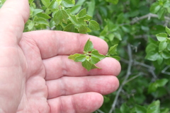 Ruellia californica peninsularis