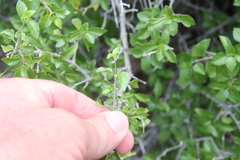 Ruellia californica peninsularis