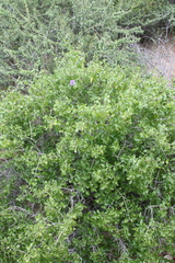 Ruellia californica peninsularis