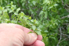 Ruellia californica peninsularis