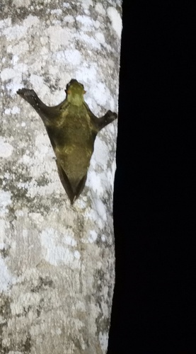 Sunda Colugo