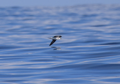 Pterodroma feae deserta