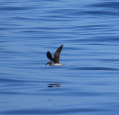 Pterodroma feae deserta