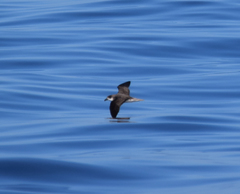 Pterodroma feae deserta