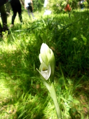 Chloraea membranacea