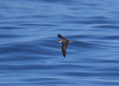 Pterodroma feae deserta