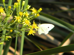 Pieris rapae