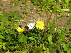Pieris rapae