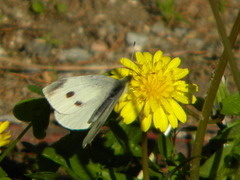 Pieris rapae