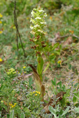 Pterygodium volucris