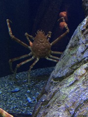 Macrocheira kaempferi