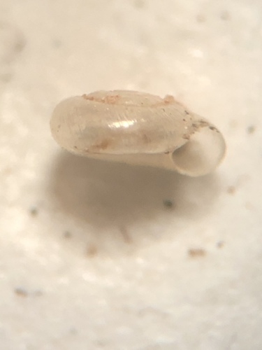 Striatura meridionalis observed 2019-10-24