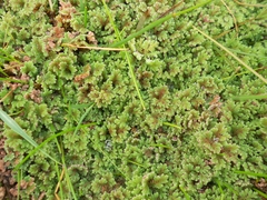 Azolla filiculoides