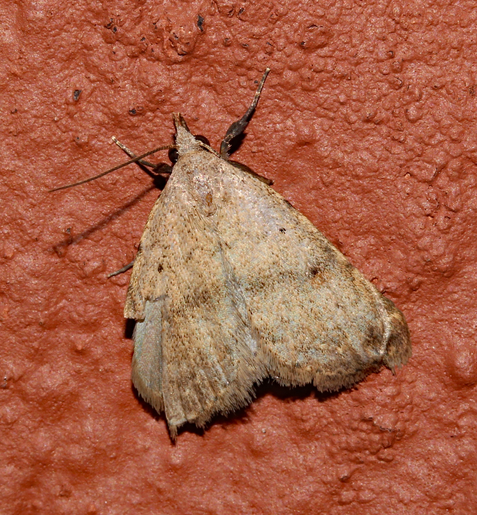 Bertula cornualis