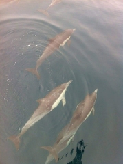 Delphinus delphis