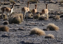 Festuca chrysophylla