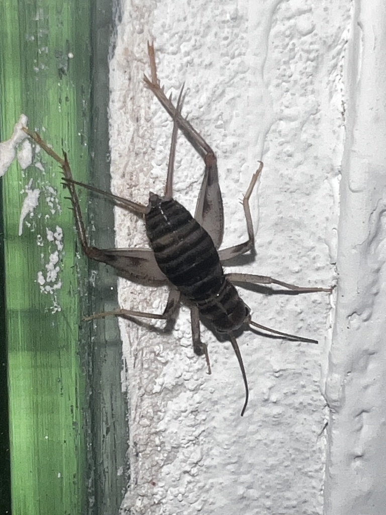 Lanzarote Malpais Cricket