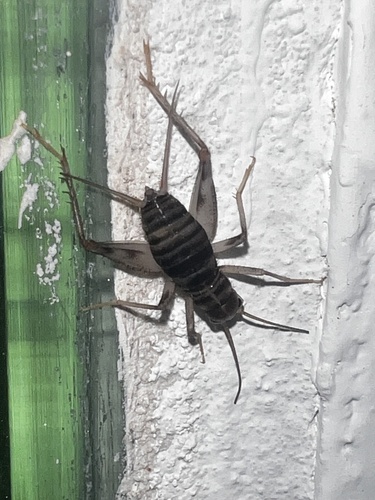 Lanzarote Malpais Cricket