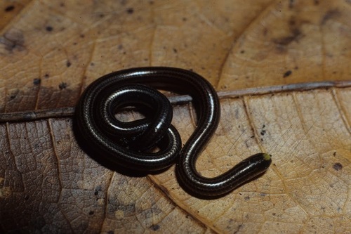 Photo of a Wagler's Blind Snake (Epictia albifrons)