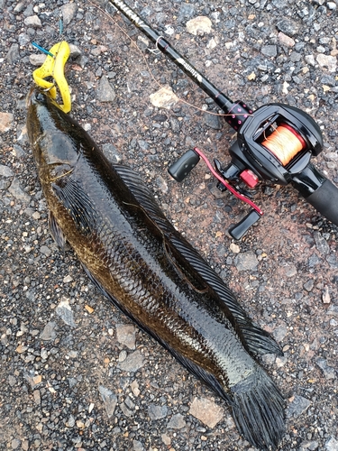 Forest Snakehead