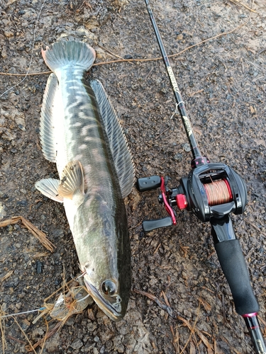 Giant Snakehead