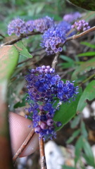 Memecylon angustifolium