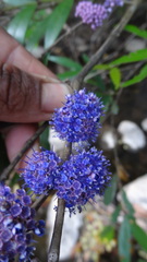 Memecylon angustifolium