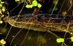 Channa argus