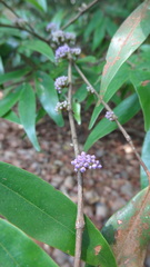 Memecylon angustifolium