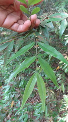 Memecylon angustifolium