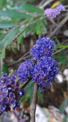 Memecylon angustifolium