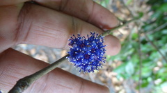 Memecylon randeriana