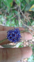 Memecylon randeriana