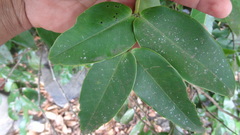 Memecylon randeriana