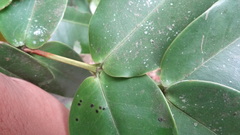 Memecylon randeriana