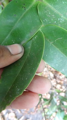 Memecylon randeriana