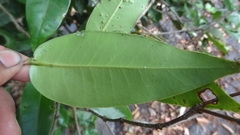 Memecylon randeriana