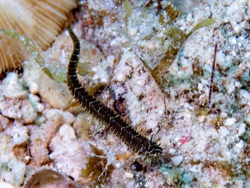 Glittering pipefish (Halicampus nitidus) — Syngnathidae — 5